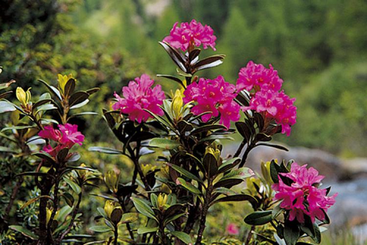 Alpenblumen in Südtirol