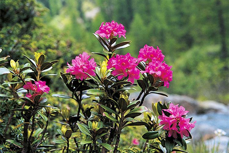 Le rose alpine fioriscono da giugno a luglio