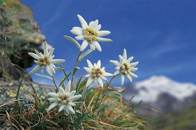 Stella alpina nelle Dolomiti