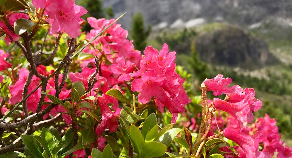 Rose alpine in fiore nelle Dolomiti